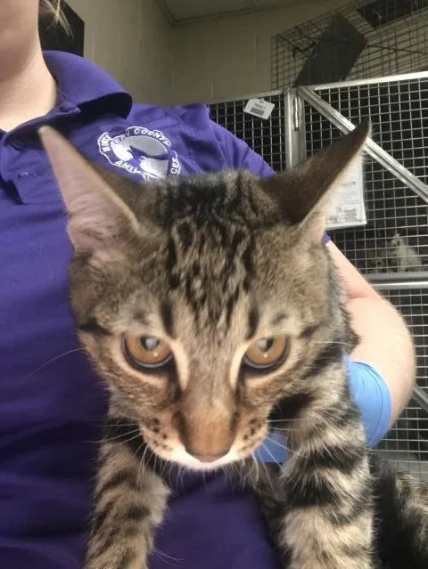 A young small-sized male Domestic Short Hair cat named Oliver for adoption in Conroe, TX