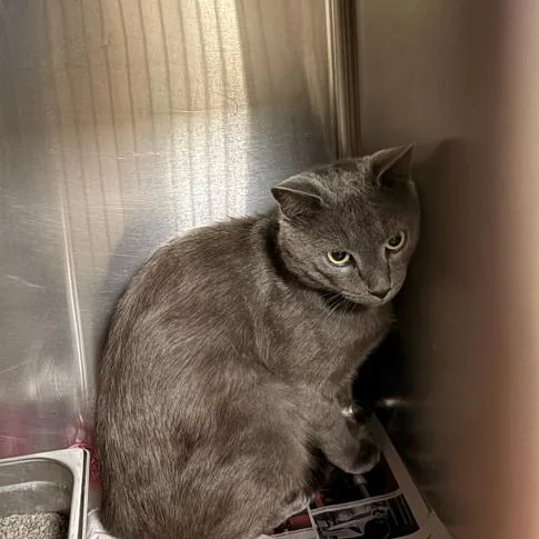 An adult large-sized male Gray / Blue / Silver Domestic Short Hair cat named Ethan for adoption in Winston-Salem, NC