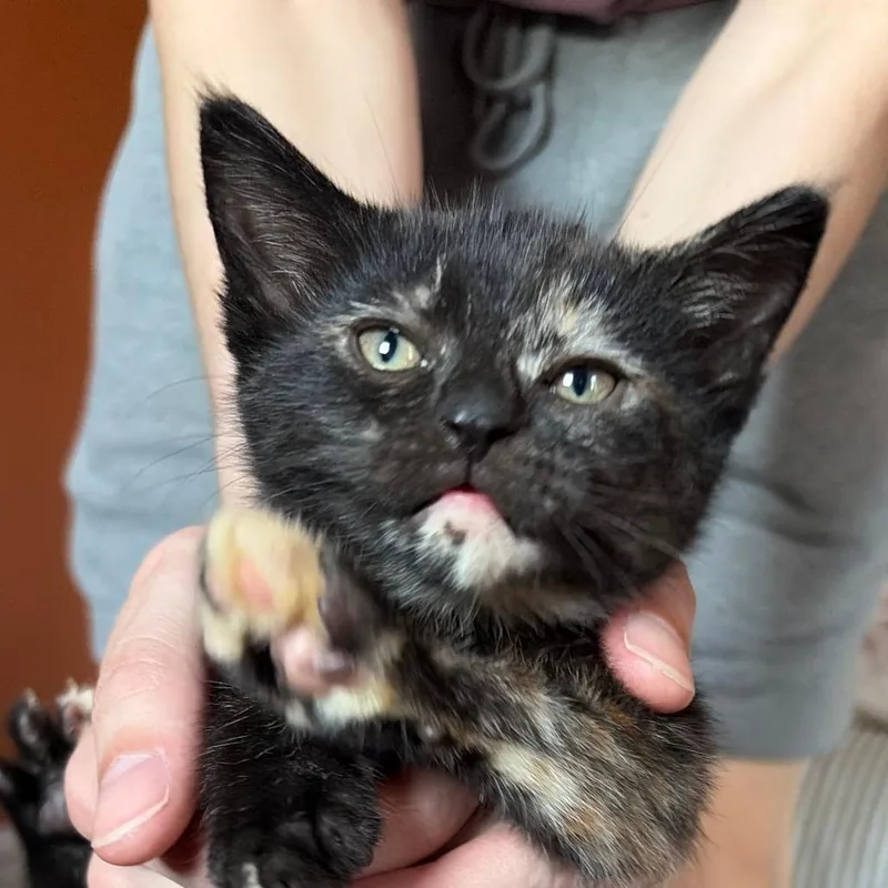 A baby small-sized female Domestic Short Hair cat named Ducky for adoption in York, PA