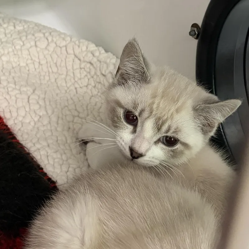 A baby medium-sized female Buff & White Siamese cat named Bubble Buddy for adoption in Southold, NY