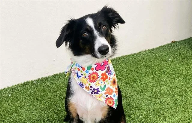 A young medium-sized female Australian Shepherd dog named Marley for adoption in Fort Lauderdale, FL