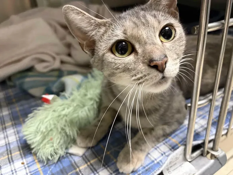 An adult medium-sized female Tabby (Gray / Blue / Silver) Domestic Short Hair cat named Avie Lee for adoption in Greensboro, NC
