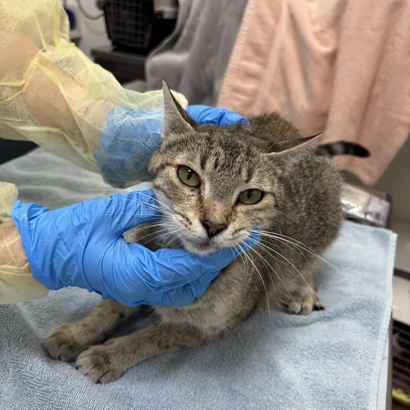 An adult large-sized female Brown / Chocolate Domestic Short Hair cat named Seamstress for adoption in Evanston, IL