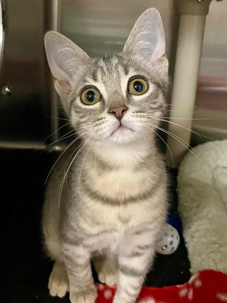A baby medium-sized female Domestic Short Hair cat named Carina for adoption in Chico, CA