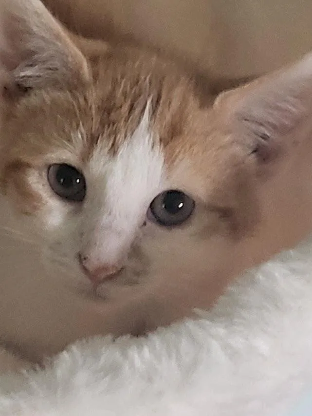 A young medium-sized female Orange & White Domestic Short Hair cat named Zinnia for adoption in Minneapolis, MN