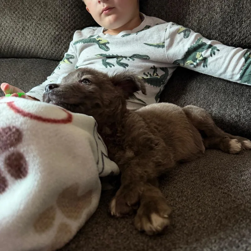 A baby small-sized male Gray / Blue / Silver Husky dog named Sam for adoption in Northville, MI
