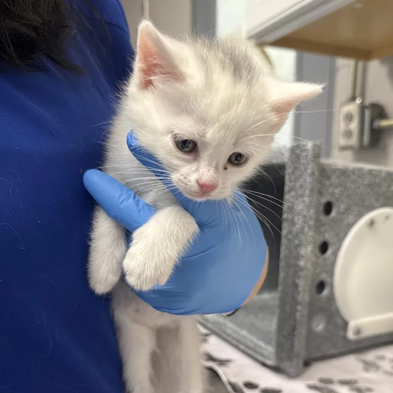 A baby small-sized female White Domestic Short Hair cat named East for adoption in Greenville, SC