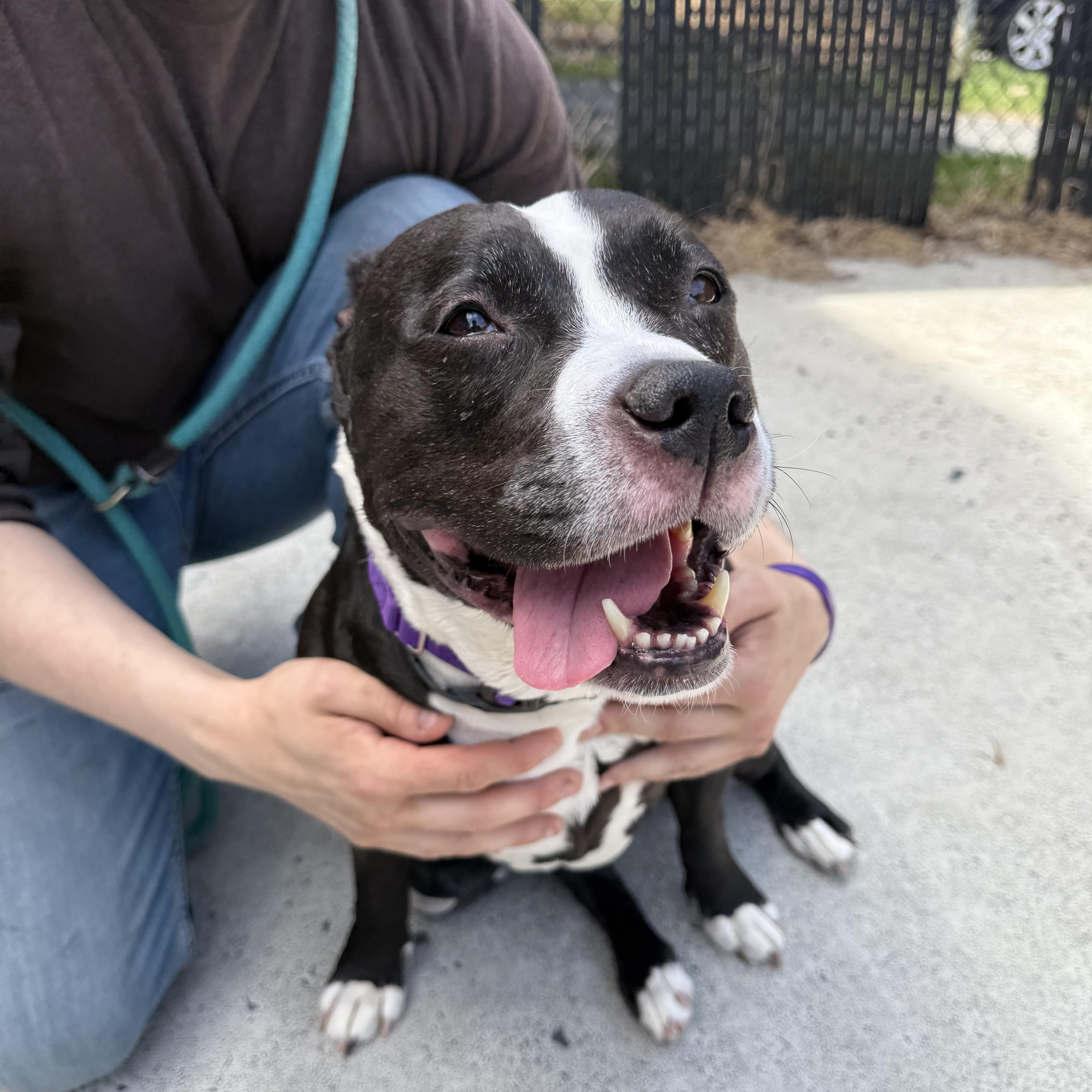 An adult large-sized female Pit Bull Terrier dog named Lilly for adoption in Brownsville, VT