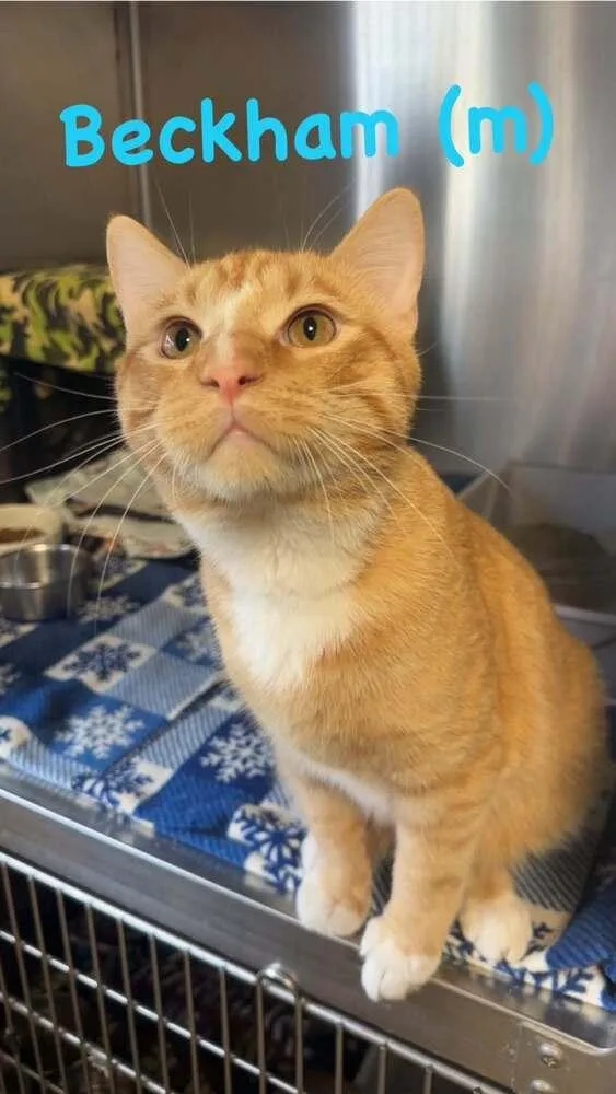 An adult small-sized male Domestic Short Hair cat named Beckham for adoption in Fremont, NE