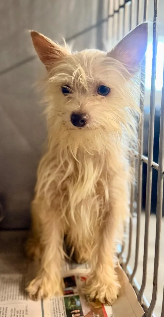 A young small-sized male Yorkshire Terrier dog named Sunny for adoption in North Vernon, IN