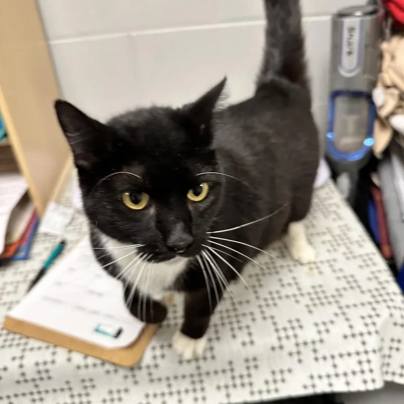 An adult large-sized male Black Domestic Short Hair cat named Dapper for adoption in Galax, VA