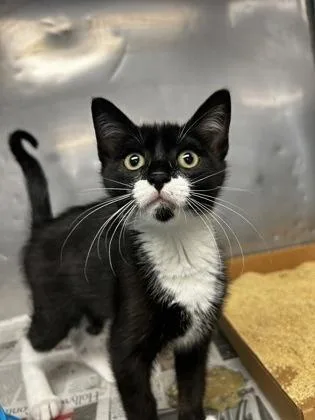 A baby small-sized male Domestic Short Hair cat named Grady for adoption in Madison, NJ