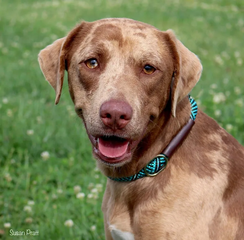 An adult medium-sized female Merle (Red) Catahoula Leopard Dog dog named Chillie for adoption in Bedford, VA