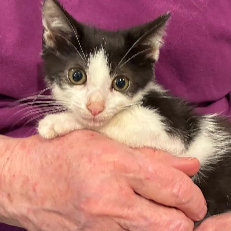A baby small-sized male Black Domestic Short Hair cat named Fernidad for adoption in Bentonville, AR