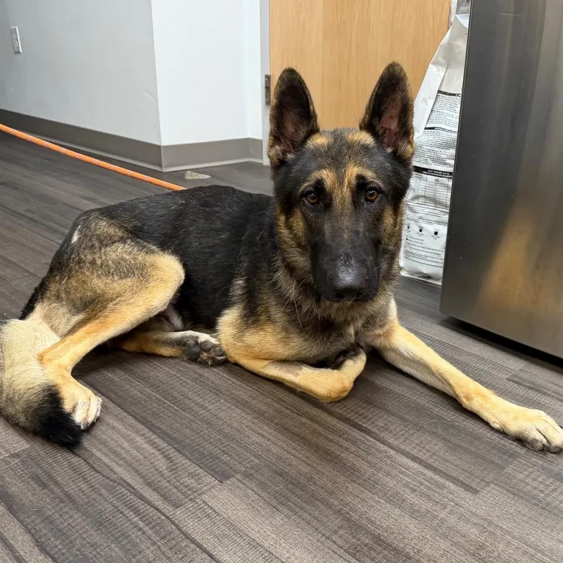 An adult large-sized male Mixed Breed dog named Jasper for adoption in Sarasota, FL