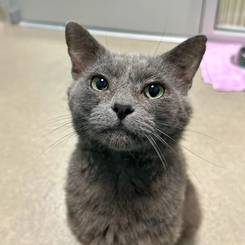 An adult medium-sized male Gray / Blue / Silver Domestic Short Hair cat named Bo for adoption in Fredericksburg, VA