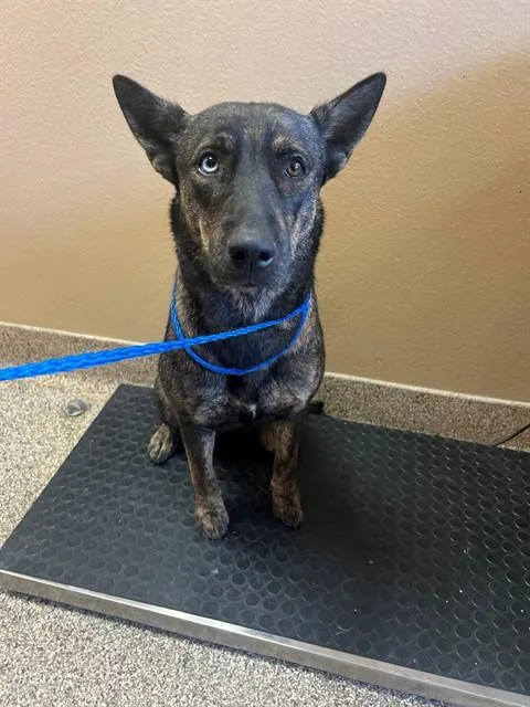 A young large-sized female German Shepherd Dog dog named Nebula for adoption in Thousand Palms, CA