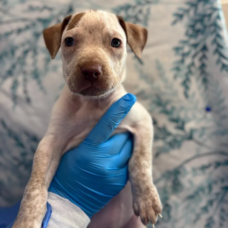 A baby small-sized female White / Cream German Shorthaired Pointer dog named Lemon Pepper for adoption in San Antonio, TX
