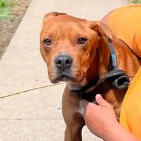 Dozer