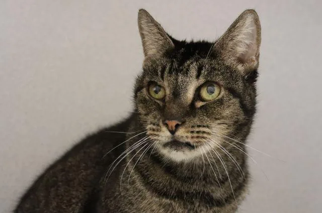 A senior small-sized female Domestic Short Hair cat named Queen Sheba for adoption in Tucson, AZ