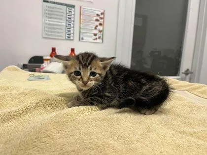 A baby small-sized male Brown / Chocolate Domestic Short Hair cat named Meatball for adoption in Kansas City, MO