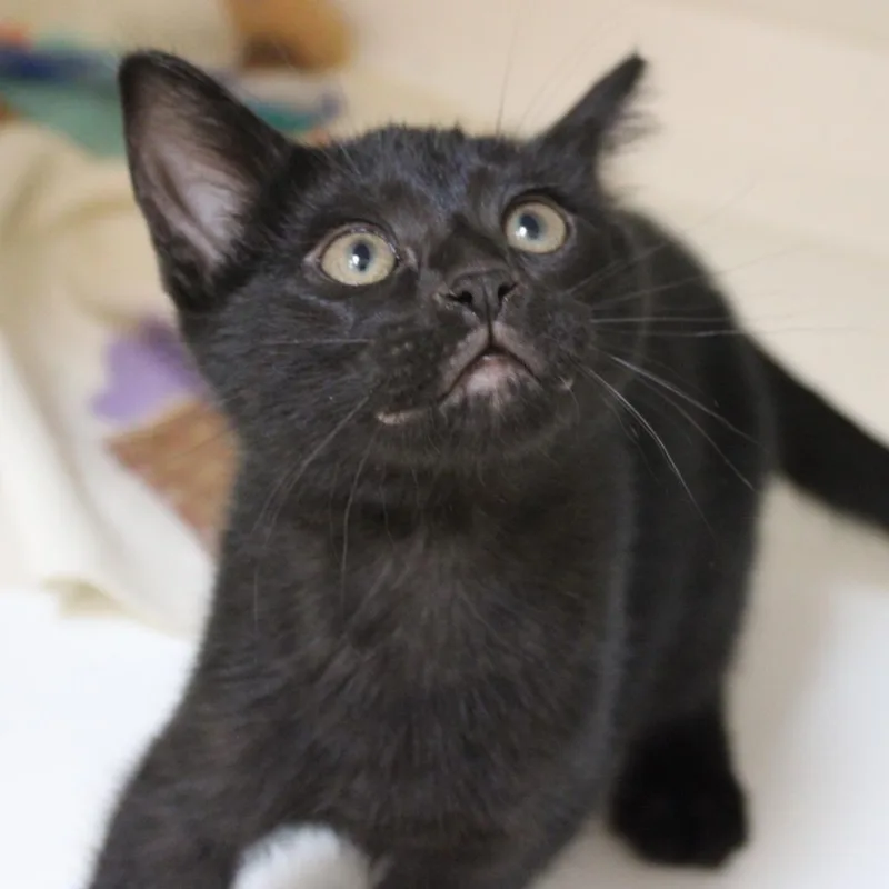 A baby small-sized male Black Domestic Short Hair cat named Slim for adoption in Champaign, IL