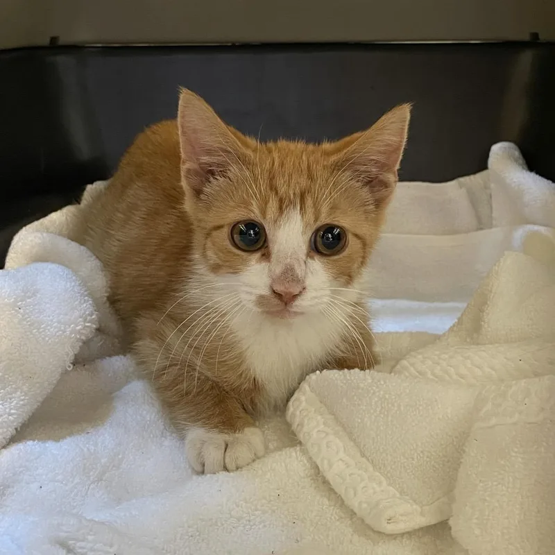 A baby small-sized male Orange / Red Domestic Short Hair cat named Chucky for adoption in Pasadena, CA