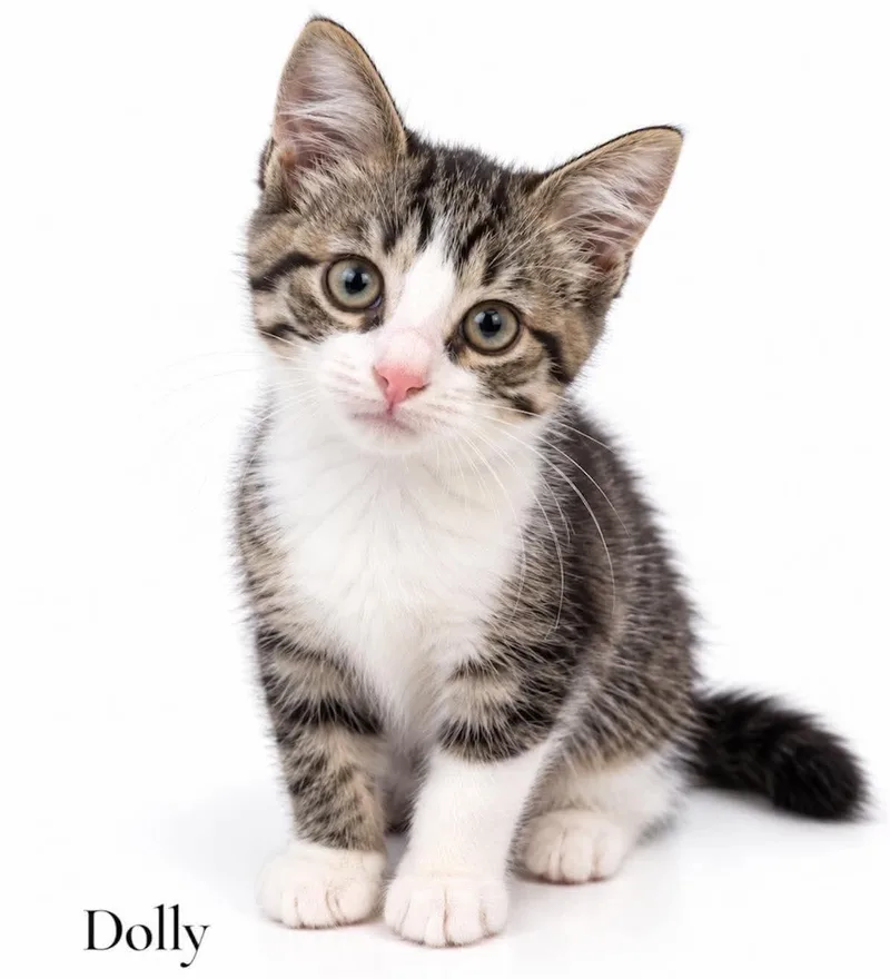 A baby medium-sized female Tabby (Brown / Chocolate) Domestic Medium Hair cat named Dolly for adoption in Stevensville, MI