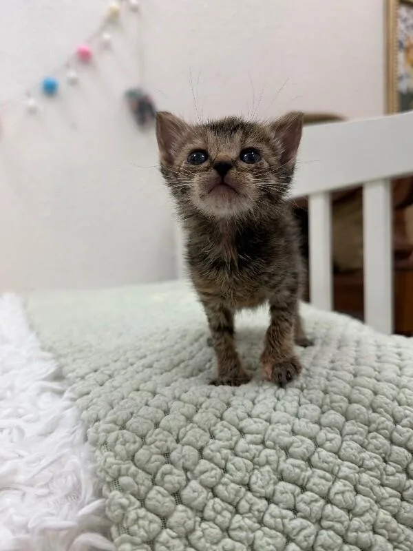 Peony Itty Baby