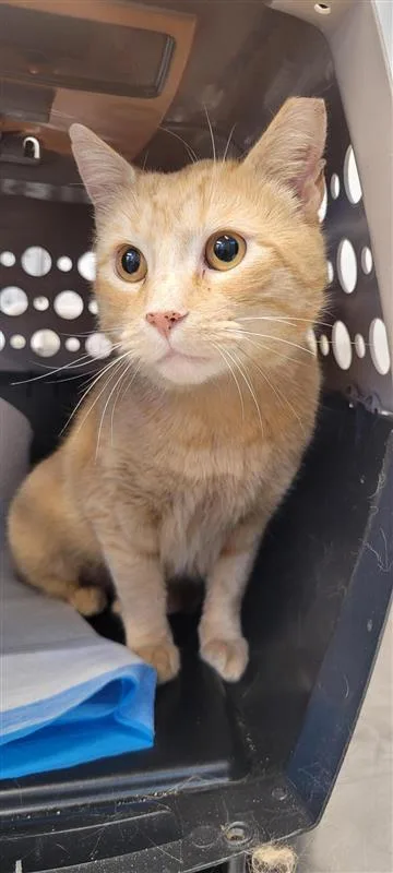 An adult small-sized male Domestic Short Hair cat named Danny for adoption in West Chester, PA