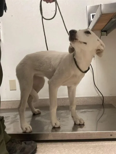 Dog