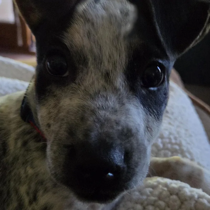 A baby medium-sized female Cattle Dog dog named Yummy for adoption in Ellicott City, MD