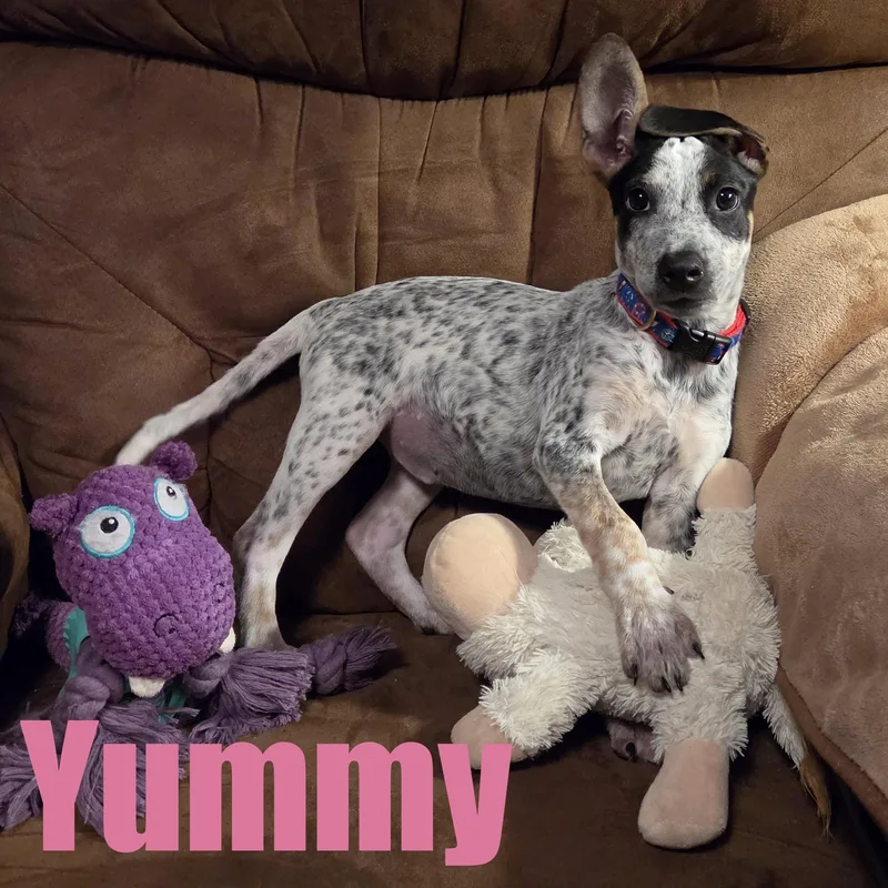 Yummy thumbnail 3