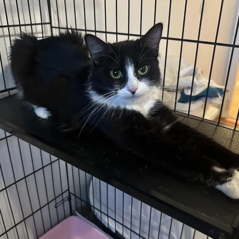 A young small-sized female Black Domestic Medium Hair cat named Magnolia for adoption in Escondido, CA