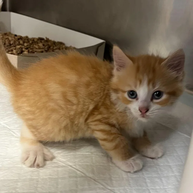 A baby small-sized male Orange / Red Domestic Medium Hair cat named Montstray for adoption in Perkiomenville, PA
