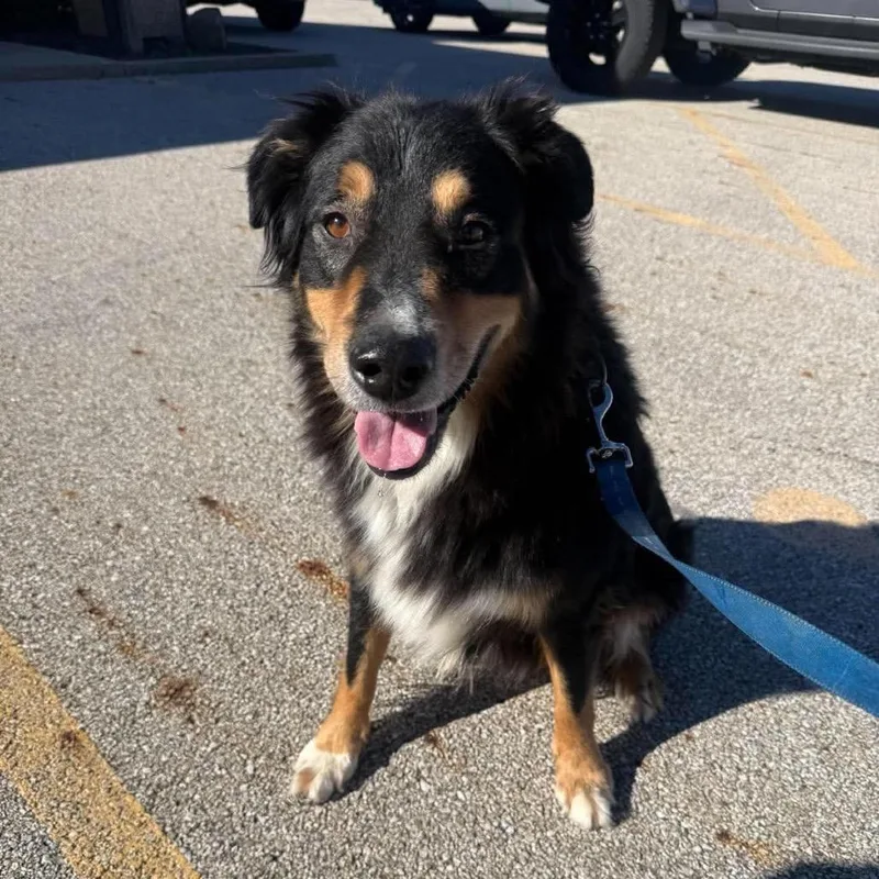 An adult medium-sized male Black Australian Shepherd dog named Tank for adoption in Chillicothe, IL
