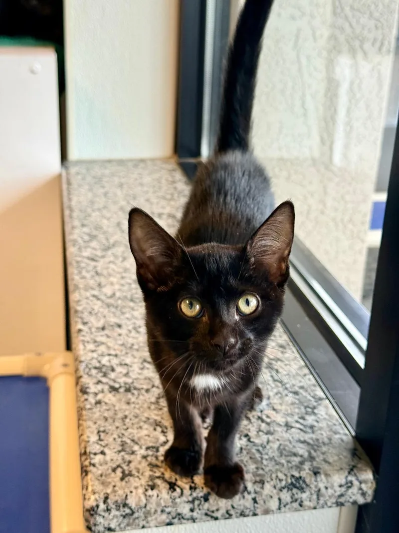 A baby small-sized female Black & White / Tuxedo Domestic Short Hair cat named Smokey for adoption in Winter Haven, FL
