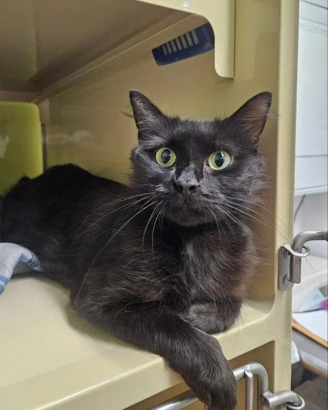 A young medium-sized female Black Domestic Short Hair cat named Stormy for adoption in Gonic, NH