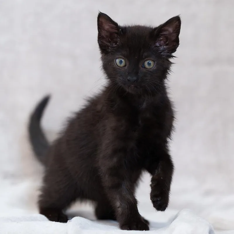 A baby small-sized male Black Domestic Short Hair cat named Michi Jr. for adoption in Sunnyvale, CA