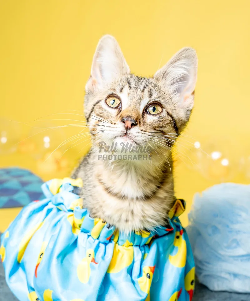 A baby small-sized female Tabby (Brown / Chocolate) Domestic Short Hair cat named Shelby for adoption in Milwaukee, WI
