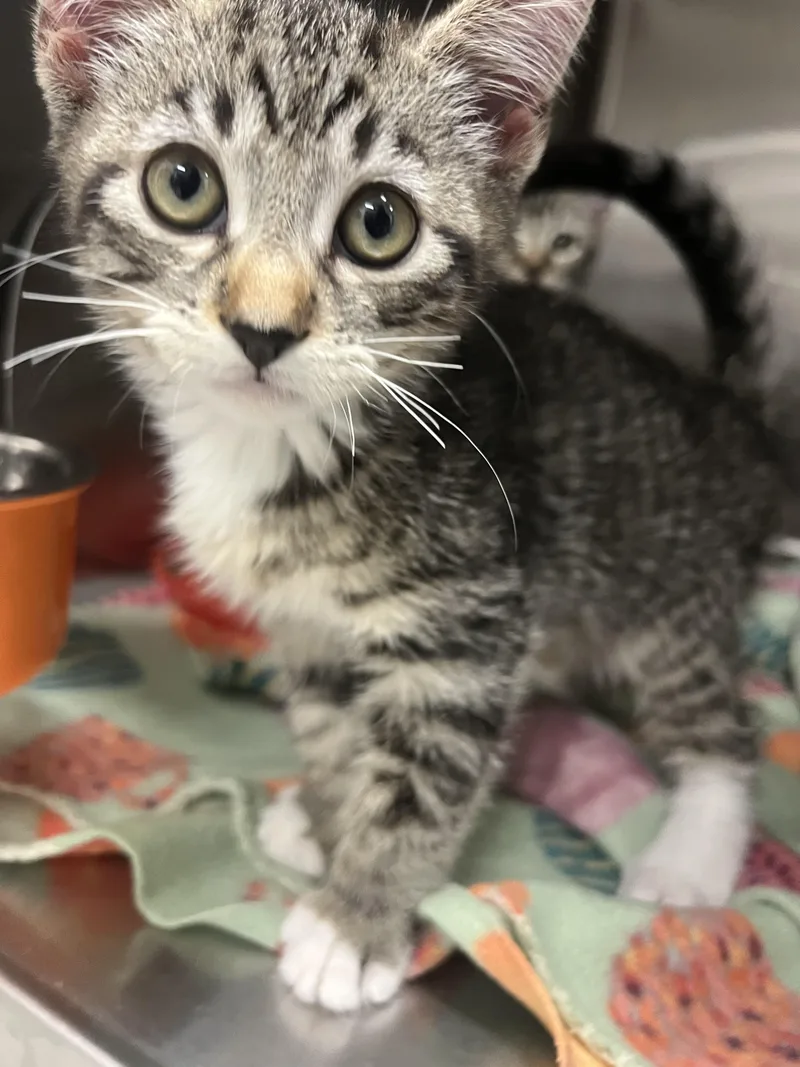 A baby small-sized male Domestic Short Hair cat named Stefan for adoption in Chico, CA