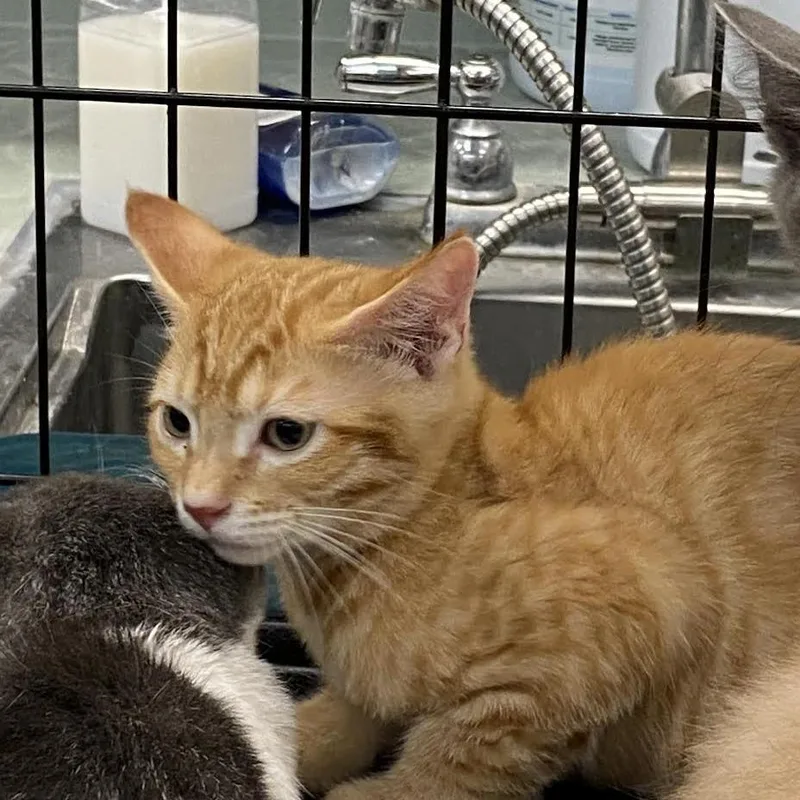 A baby small-sized male Orange / Red Domestic Short Hair cat named Reasons You Are Late for adoption in Westminster, CA