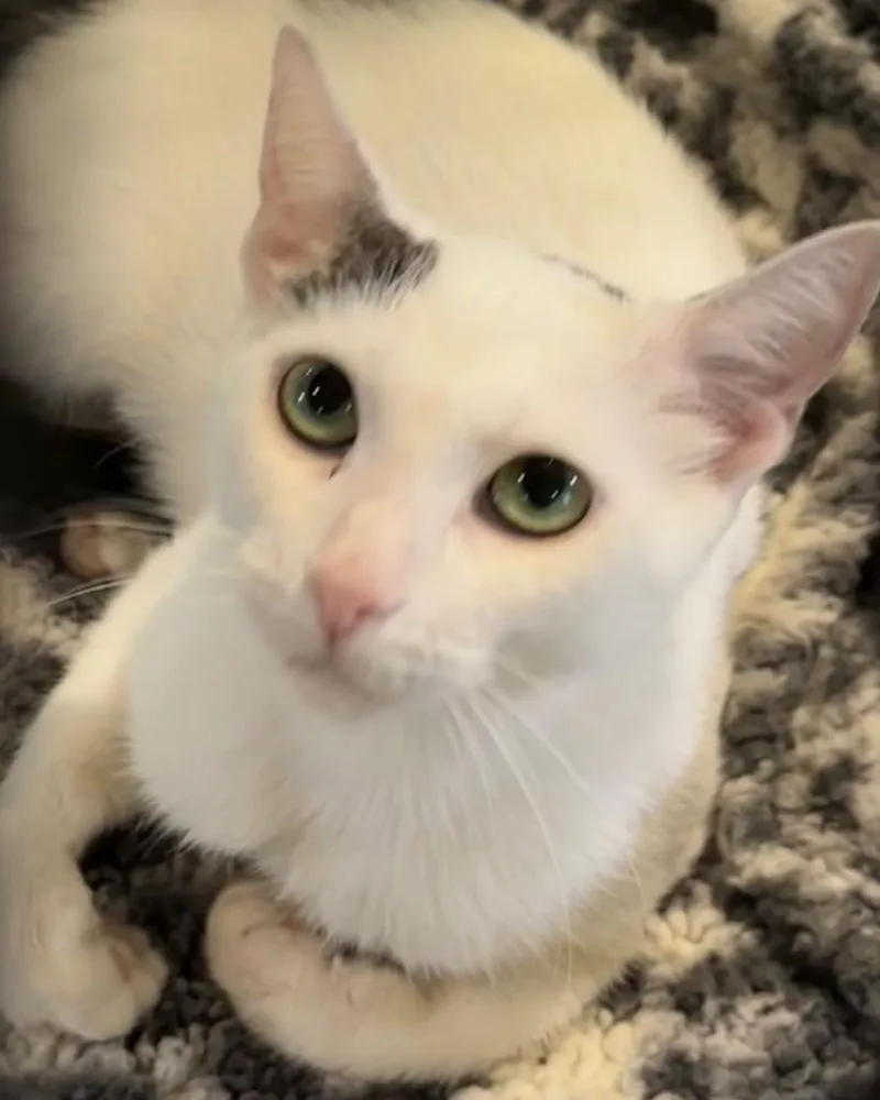 A young small-sized female Domestic Short Hair cat named Ruby for adoption in Elizabethton, TN