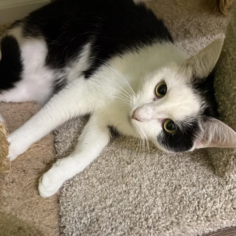 A young medium-sized female Domestic Short Hair cat named Lorelei for adoption in Woodstock, GA