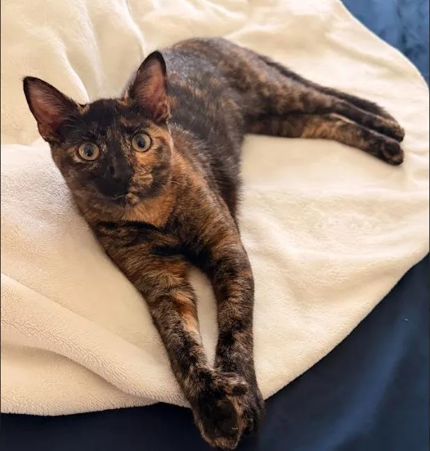 A young medium-sized female Extra-Toes Cat / Hemingway Polydactyl cat named Miss Mittens for adoption in Rosenberg, TX