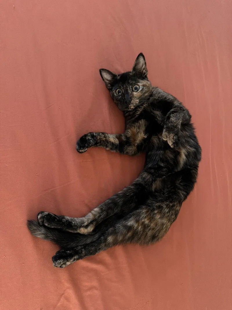 Miss Mittens thumbnail 2