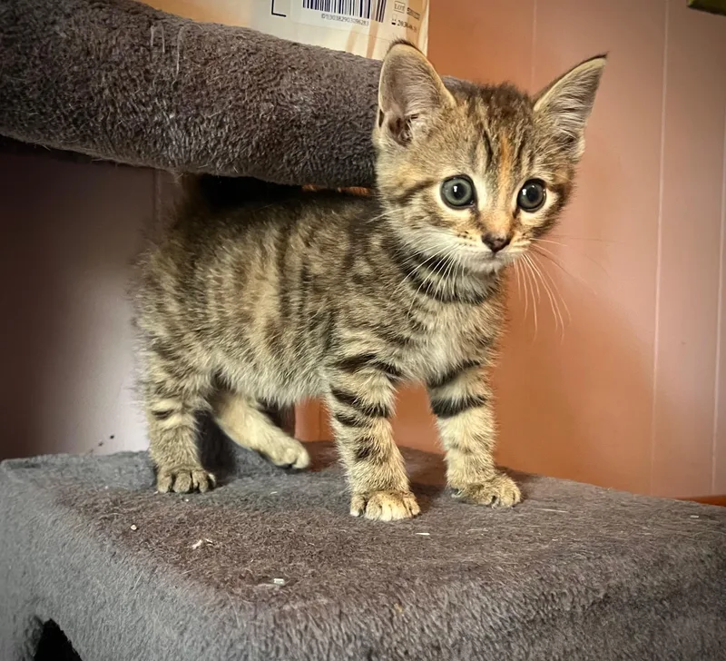 A baby small-sized female Domestic Short Hair cat named Harmony for adoption in Hershey, PA