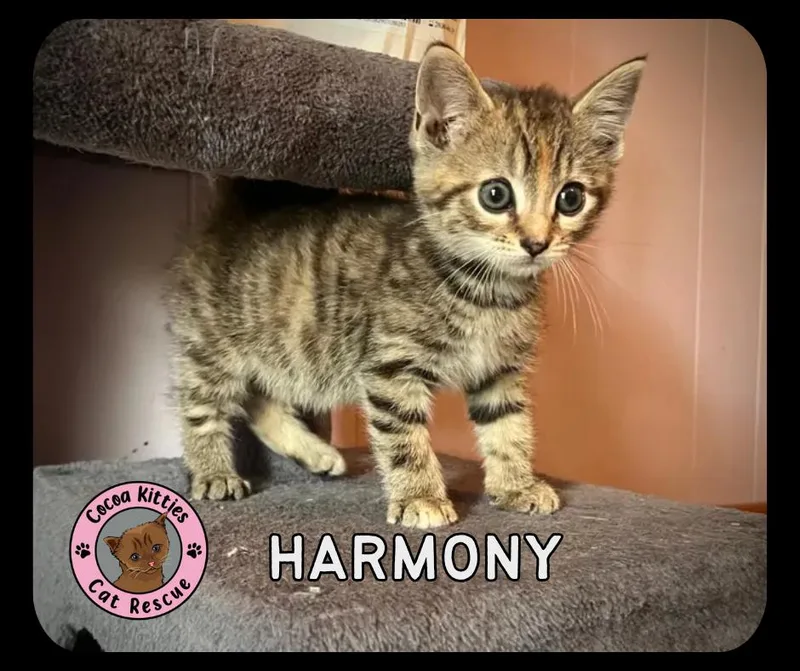 Harmony thumbnail 5