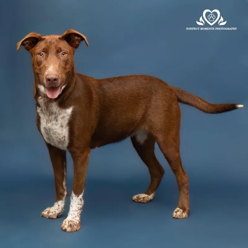 A young medium-sized female Brown / Chocolate German Shorthaired Pointer dog named Snickers for adoption in Tomball, TX