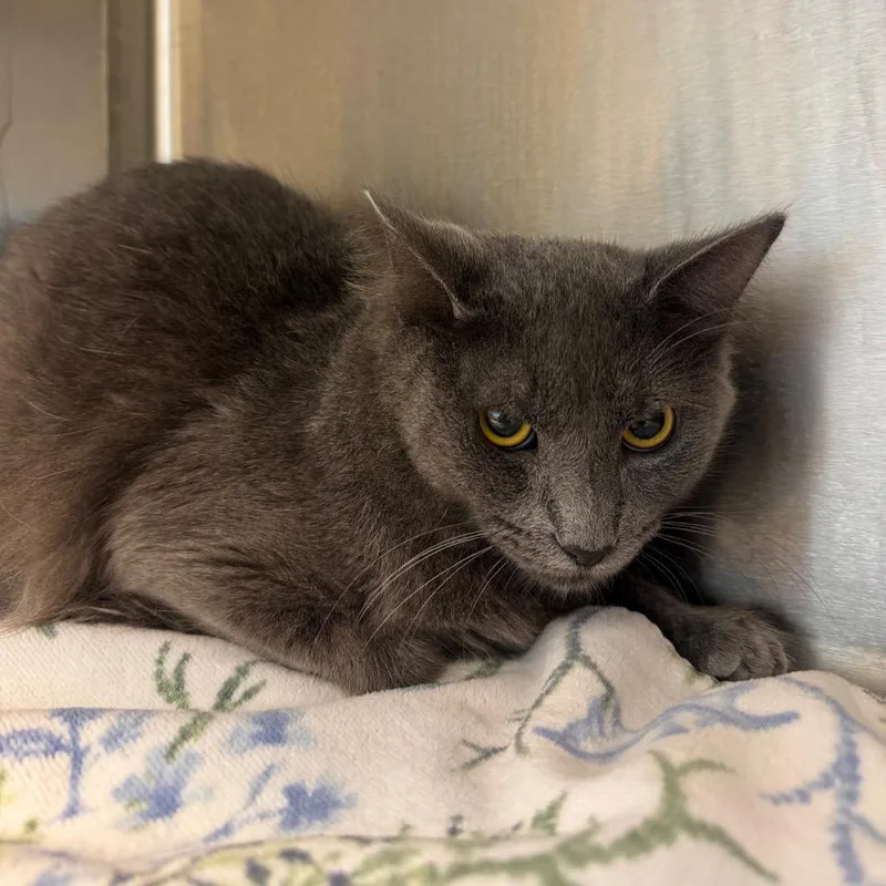 An adult medium-sized male Gray / Blue / Silver Domestic Medium Hair cat named Freddy for adoption in Englewood, FL